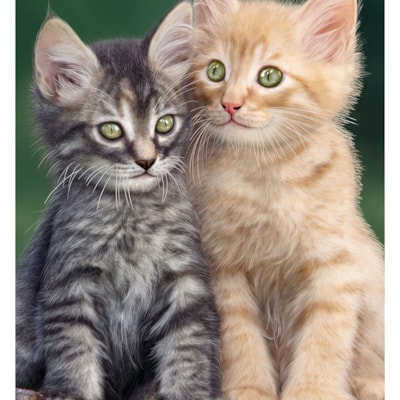 Toalha Aveludada Praia & Piscina Animals Buettner